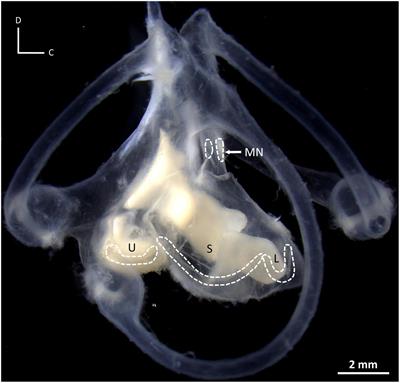 Ontogenetic development of inner ear hair cell organization in the New Zealand carpet shark Cephaloscyllium isabellum